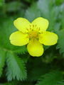 052_11_02bf_gosji_petoprstnik_Potentilla_anserina_DSC09437.jpg