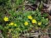 052_11_15cb_petoprstnik_juzni_Potentilla_australis_IMG_3321a.jpg