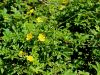 052_11_20bb_petoprstnik_plazeci_Potentilla_reptans_IMG_2148a.jpg