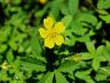 052_11_20bc_petoprstnik_plazeci_Potentilla_reptans_IMG_2147a~0.jpg