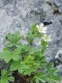 052_11_21cb_Petoprstnik_predalpski_Potentilla_caulescens_DSC00124.jpg