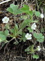052_11_26cb_drobnocvetni_petoprstnik_Potentilla_micrantha.jpg