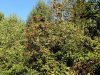 052_23_02ce_jerebika_Sorbus_aucuparia_IMG_5365a.jpg