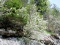 052_24_01ba_smarna_hrusica_Amelanchier_ovalis_2014_05060047a.jpg