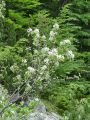 052_24_01bb_Smarna_hrusica_Amelanchier_ovalis.jpg