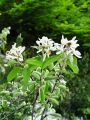 052_24_01bc_Smarna_hrusica_Amelanchier_ovalis.jpg