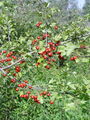 052_28_03be_enovrati_glog_Crataegus_monogyna_DSC02789.jpg