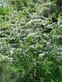 052_28_03ca_Glog_enovrati_Crataegus_monogyna_ca.jpg