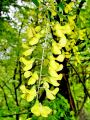 055_03_03bc_alpskinagnoj_Laburnum_alpinum.jpg