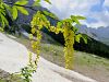 055_03_03be_nagnoj_alpski_Laburnum_alpinum_IMG_7503a.jpg