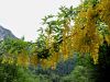 055_03_13cd_nagnoj_alpski_Laburnum_alpinum_IMG_6942a.jpg