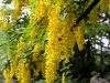 055_03_13ce_nagnoj_alpski_Laburnum_alpinum_IMG_6944a.jpg