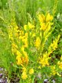 055_10_01cb_Kosenicica_barvilna_Genista_tinctoria_cb.jpg