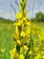055_10_01cc_Kosenicica_barvilna_Genista_tinctoria_cc.jpg