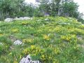 055_10_06ca_kosenicica_gozdna_Genista_sylvestris_2014_07060055.jpg