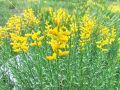 055_10_06cc_kosenicica_gozdna_Genista_sylvestris_2014_07060057.jpg