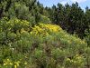 055_10_08cb_kosenicica_zarkasta_Genista_radiata_IMG_4695a.jpg