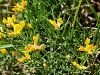 055_10_09ce_kosenicica_primorska_Genista_holopetala_IMG_0893a.jpg