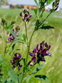 055_15_02aa_Meteljka_-lucerna_Medicago_sativa_aa.jpg