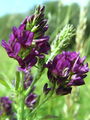 055_15_02ab_Meteljka_-lucerna_Medicago_sativa_ab.jpg