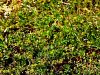 055_15_12ca_meteljka_drobna_Medicago_minima_IMG_6770aa.jpg