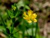 055_16_01bf_detelja_mala_Trifolium_dubium_IMG_4213a.jpg