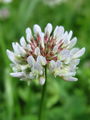 055_16_10bc_plazeca_detelja_Trifolium_repens_DSC09558.jpg