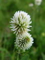 055_16_13ac_Detelja_gorska_Trifolium_montana_ac.jpg