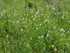 055_16_13ca_detelja_gorska_Trifolium_montanum_IMG_1167.JPG