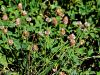 055_16_14cc_detelja_jagodasta_Trifolium_fragiferum_IMG_8150a.jpg