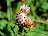 055_16_14cd_detelja_jagodasta_Trifolium_fragiferum_IMG_8149a.jpg