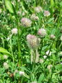 055_16_18ab_detelja_njivska_Trifolium_arvense_2009_07150013.jpg