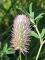 055_16_18ac_detelja_njivska_Trifolium_arvense_2009_07150015.jpg