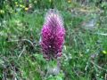 055_16_35cb_Detelja_skrlatnordeca_Trifolium_rubens_2014_06120120.jpg
