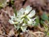 055_24_07ce_grahovec_juzni_Astragalus_australis_IMG_1749a.jpg
