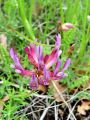 055_24_10cd_Grahovec_ilirski_Astragalus_illyricus_cd.jpg