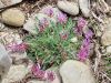 055_24_10cf_grahovec_ilirski_Astragalus_illyricus_IMG_0077a.jpg