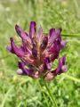 055_24_11cc_Grahovec_kranjski_Astragalus_carniolicus_DSC00085.jpg