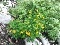 055_28_01aca_smarna_detelja_grmicasta_Coronilla_emerus_subsp__emerus_2014_04120066.jpg