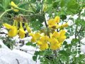 055_28_01acc_smarna_detelja_grmicasta_Coronilla_emerus_subsp__emerus_2014_04120069.jpg