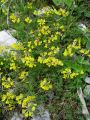 055_30_01ba_Podkvica_navadna_Hippocrepis_comosa.jpg