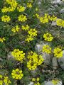 055_30_01cb_Podkvica_navadna_Hippocrepis_comosa_DSC09845.jpg