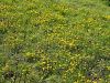 055_30_01ce_podkvica_navadna_Hippocrepis_comosa_IMG_0553a.jpg