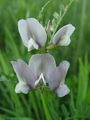 055_39_19ad_Grasica_velecvetna_Vicia_grandiflora_ad.jpg