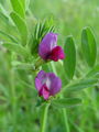 055_39_24ab_Grasica_navadna_Vicia_sativa_ab.jpg