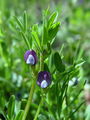 Filename=055_39_26ab_Grasica_grahorasta_Vicia_lathyroides_ab.jpg
Filesize=98KB
Dimensions=675x900
Date added=Jun 07, 2008 055_39_26ab_Grasica_grahorasta_Vicia_lathyroides_ab.jpg