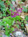 Filename=055_40_01ba_spomladanski_grahor_Lathyrus_vernus.jpg
Filesize=164KB
Dimensions=675x900
Date added=Jan 08, 2009 055_40_01ba_spomladanski_grahor_Lathyrus_vernus.jpg