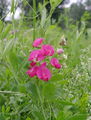 Filename=055_40_09bb_gomoljasti_grahor_Lathyrus_tuberosus.jpg
Filesize=127KB
Dimensions=684x899
Date added=Jan 08, 2009 055_40_09bb_gomoljasti_grahor_Lathyrus_tuberosus.jpg