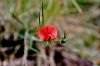 Filename=055_40_15cc_grahor_cickasti_Lathyrus_cicera_IMG_5592.JPG
Filesize=217KB
Dimensions=900x600
Date added=May 24, 2018 055_40_15cc_grahor_cickasti_Lathyrus_cicera_IMG_5592.JPG