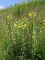 058_03_01aa_svetlin_dvoletni_Oenothera_biennis_aa.JPG